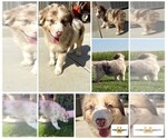Puppy Puppy 2 Australian Shepherd