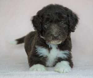 Aussiedoodle Puppy for sale in FREDERICKSBG, OH, USA