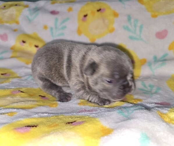 Medium Photo #1 French Bulldog Puppy For Sale in GALIVANTS FERRY, SC, USA