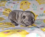 Small French Bulldog