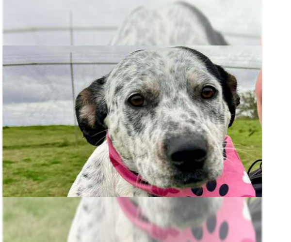 Medium Photo #1 Mutt Puppy For Sale in Abbeville, LA, USA