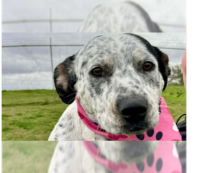 Mutt Dogs for adoption in Abbeville, LA, USA