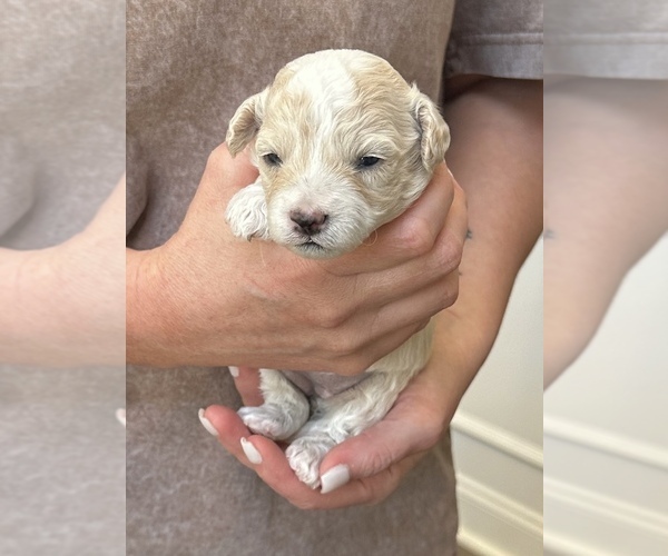 Medium Photo #1 Maltipoo (Miniature) Puppy For Sale in BESSEMER, AL, USA