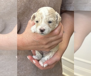 Maltipoo (Miniature) Puppy for sale in BESSEMER, AL, USA