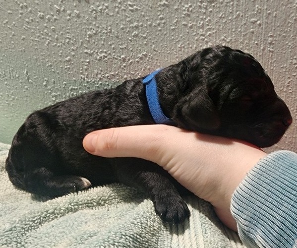 Medium Photo #36 Poodle (Standard) Puppy For Sale in CLAYTON, WA, USA