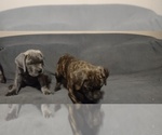 Small Photo #6 Cane Corso Puppy For Sale in JACKSON, GA, USA