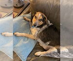 Small #6 Beagle-Bluetick Coonhound Mix