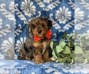 Poovanese Puppy for sale in STRASBURG, PA, USA