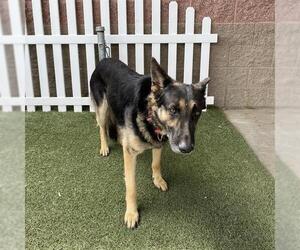 German Shepherd Dog Dogs for adoption in Modesto, CA, USA