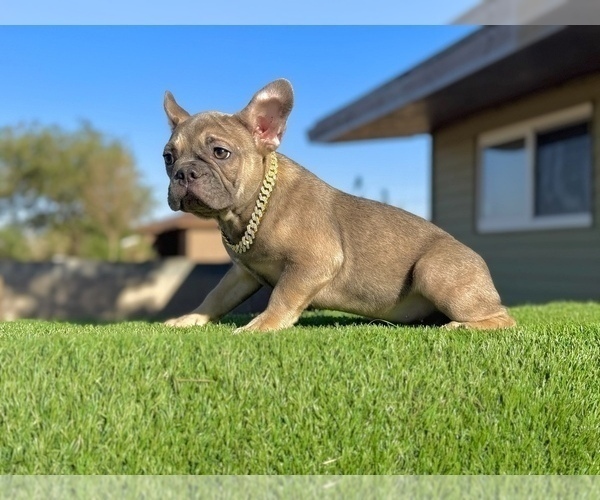 Medium Photo #3 French Bulldog Puppy For Sale in JACKSONVILLE, FL, USA