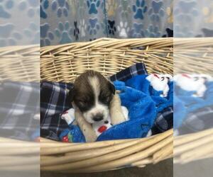 Saint Pyrenees Dogs for adoption in Rosenberg, TX, USA