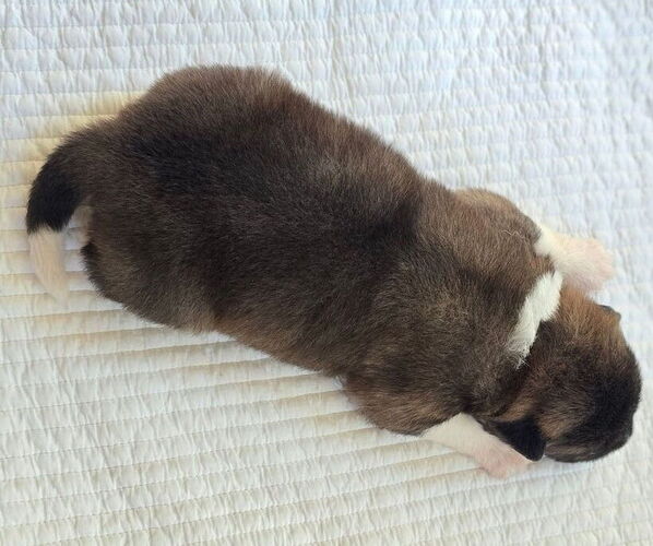 Medium Photo #6 Akita Puppy For Sale in STRAFFORD, MO, USA