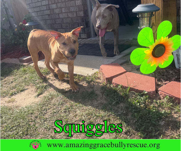 Medium Photo #5 Mutt Puppy For Sale in Milton, FL, USA