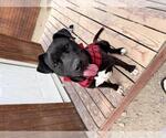 Small #6 American Pit Bull Terrier Mix