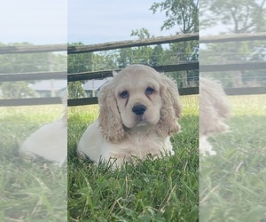 Cocker Spaniel Puppy for sale in CANOGA, NY, USA