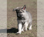Small Photo #9 German Shepherd Dog Puppy For Sale in PALERMO, CA, USA