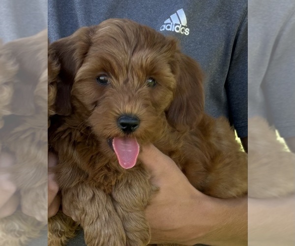 Medium Photo #5 Goldendoodle (Miniature) Puppy For Sale in HULL, IA, USA