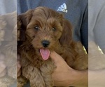 Small #3 Goldendoodle (Miniature)