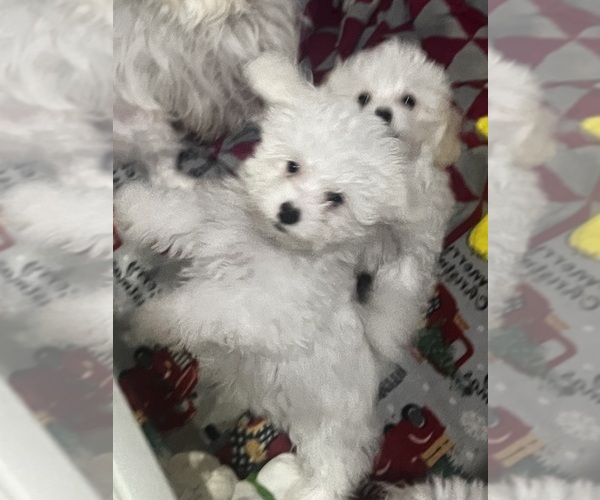 Medium Photo #2 Maltipoo (Toy) Puppy For Sale in SARASOTA, FL, USA