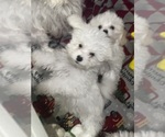 Small #1 Maltipoo (Toy)