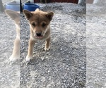 Small Photo #6 Shiba Inu Puppy For Sale in HARRISBURG, MO, USA