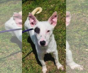 Red Heeler-Unknown Mix Dogs for adoption in The Woodlands, TX, USA