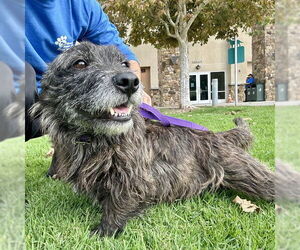 Bulldog-Unknown Mix Dogs for adoption in Riverside, CA, USA