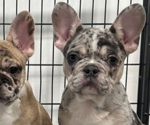 French Bulldog Puppy for sale in TAMPA, FL, USA