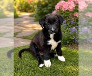 Border Collie-Unknown Mix Dogs for adoption in Cave Creek, AZ, USA