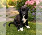 Small Border Collie Mix