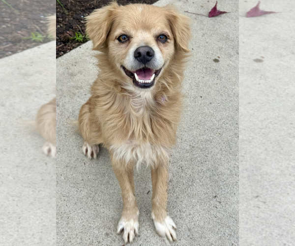 Medium Photo #3 Cocker Spaniel-Unknown Mix Puppy For Sale in Newport Beach, CA, USA