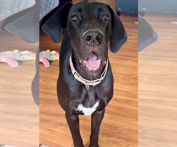 Medium Photo #1 Great Dane Puppy For Sale in Bullard, TX, USA