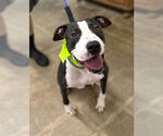 Small Bull Terrier Mix
