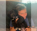 Small #3 Labrador Retriever Mix