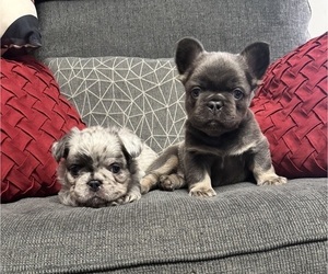 French Bulldog Puppy for Sale in MOORE, Oklahoma USA