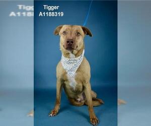 Mutt Dogs for adoption in Bakersfield, CA, USA