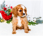 Small Photo #27 Cavalier King Charles Spaniel Puppy For Sale in WAKARUSA, IN, USA