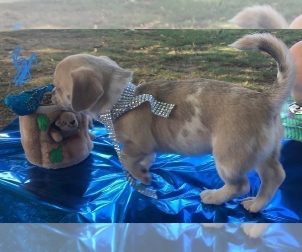 Medium Photo #10 French Bullhuahua Puppy For Sale in YPSILANTI, MI, USA
