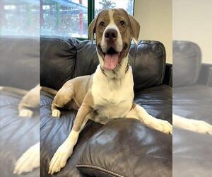 Mutt Dogs for adoption in Anchorage, AK, USA