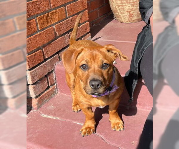 Medium Photo #3 Doxle Puppy For Sale in Ventura, CA, USA