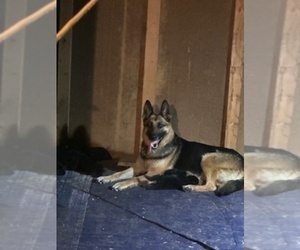 Mother of the German Shepherd Dog puppies born on 07/03/2025