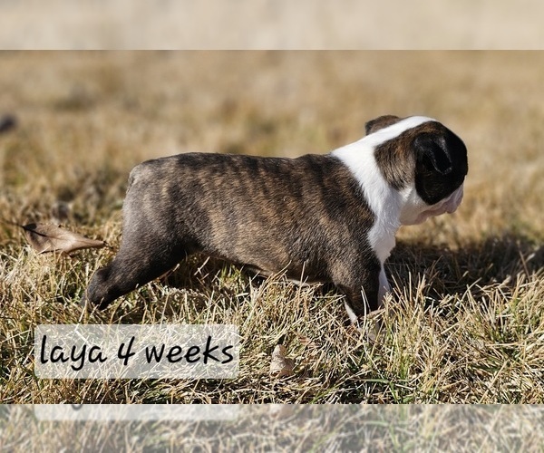 Medium Photo #6 Boston Terrier Puppy For Sale in GENOA, NE, USA