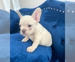 Small Photo #14 French Bulldog Puppy For Sale in TUCSON, AZ, USA