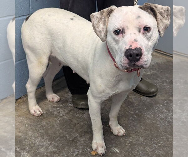 Medium Photo #2 Mutt Puppy For Sale in Evansville, IN, USA