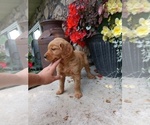 Small Photo #9 Golden Retriever Puppy For Sale in GREENWOOD, WI, USA