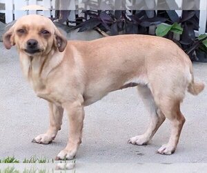 Medium Miniature Pinscher Mix