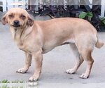 Small Miniature Pinscher Mix