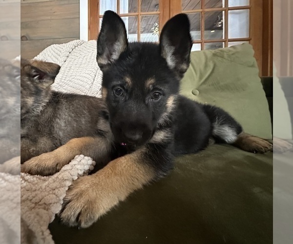 Medium Photo #12 German Shepherd Dog Puppy For Sale in PERKINSVILLE, VT, USA
