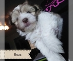 Small Photo #4 Havanese Puppy For Sale in PENSACOLA, FL, USA