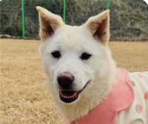 Mutt Dogs for adoption in San Ramon, CA, USA